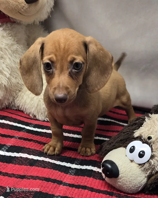 angel – Dachshund puppy for sale in Donnellson, IA