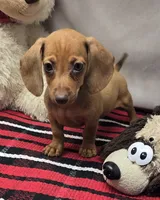 angel, a female Dachshund for sale in Donnellson, IA – 3 of 4