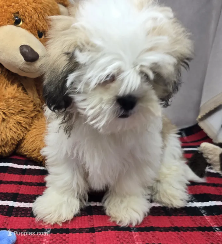 mike – Lhasa Apso puppy for sale in Donnellson, IA