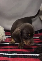 mimi, a female Dachshund for sale in Donnellson, IA – 2 of 3