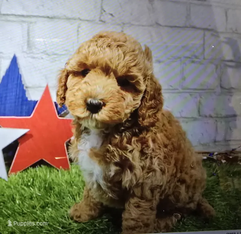 mattie – Cavapoo puppy for sale in Donnellson, IA