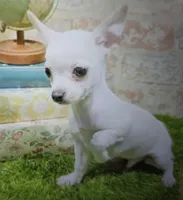 pinto, a male Chihuahua for sale in Donnellson, IA – 4 of 4
