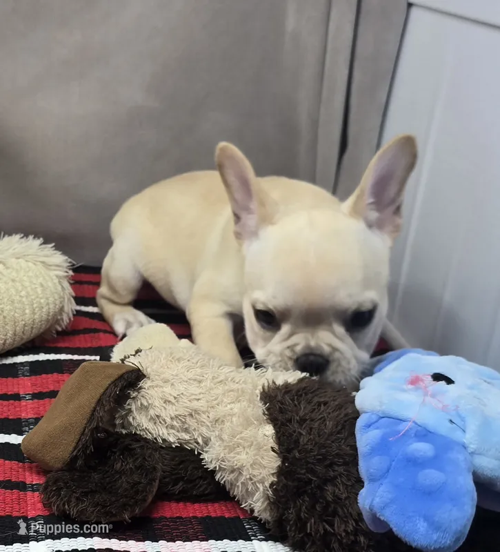 monica – French Bulldog puppy for sale in Donnellson, IA
