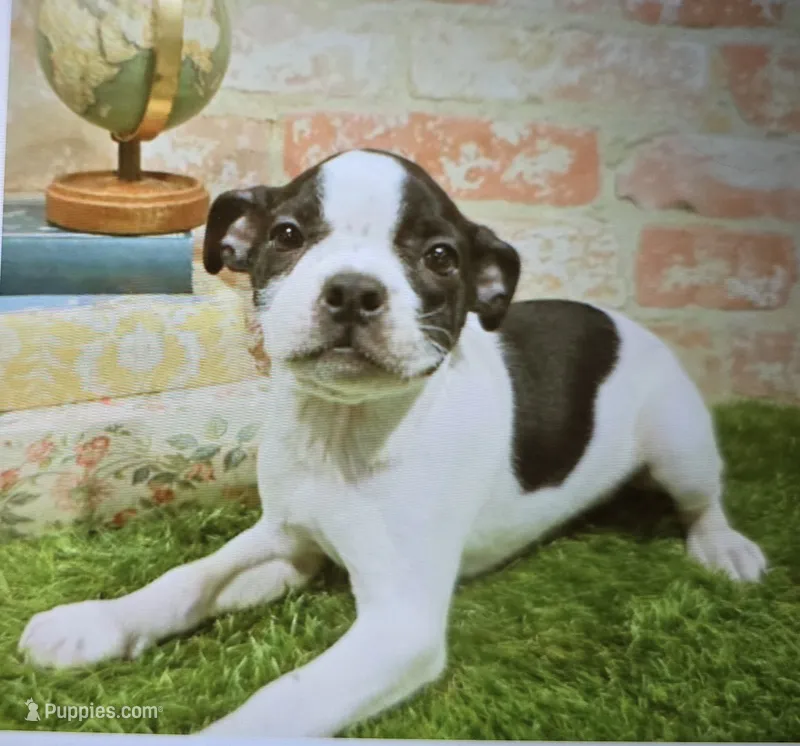 marylyn – Boston Terrier puppy for sale in Donnellson, IA