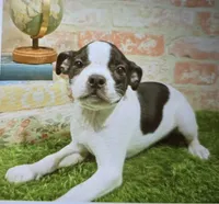 marylyn, a female Boston Terrier for sale in Donnellson, IA – 1 of 1