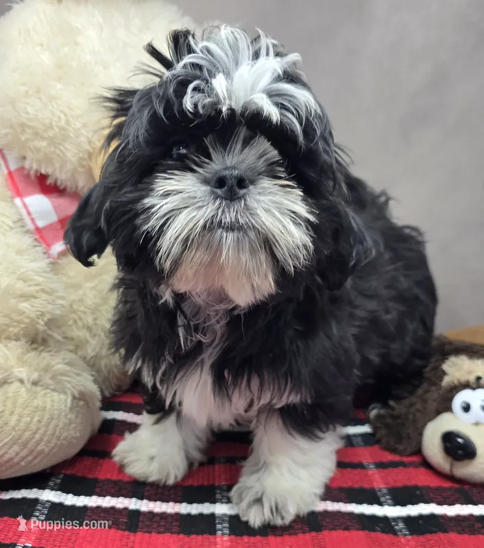 tomy – Shih Tzu puppy for sale in Donnellson, IA