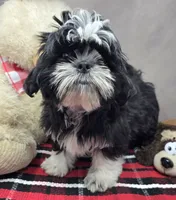 tomy, a male Shih Tzu for sale in Donnellson, IA – 1 of 3