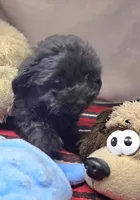 brenda, a female Miniature Bernedoodle for sale in Donnellson, IA – 1 of 3