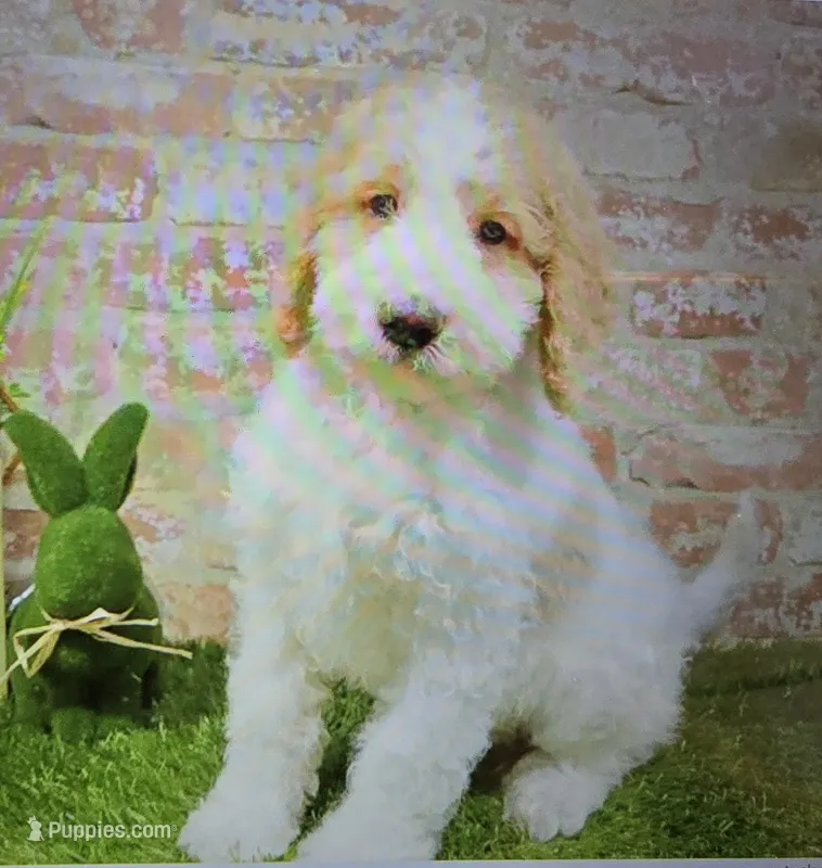 gina – Goldendoodle puppy for sale in Donnellson, IA