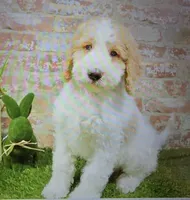 gina, a female Goldendoodle for sale in Donnellson, IA – 1 of 1