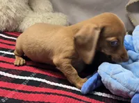 angel, a female Dachshund for sale in Donnellson, IA – 4 of 4