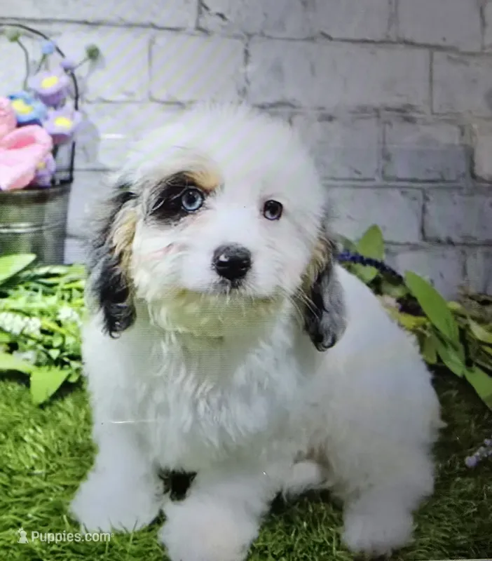 montauve – Cavapoo puppy for sale in Donnellson, IA