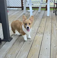 sadie, a female Pembroke Welsh Corgi for sale in Donnellson, IA – 3 of 4
