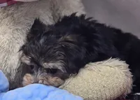 ben, a male Morkie for sale in Donnellson, IA – 6 of 6