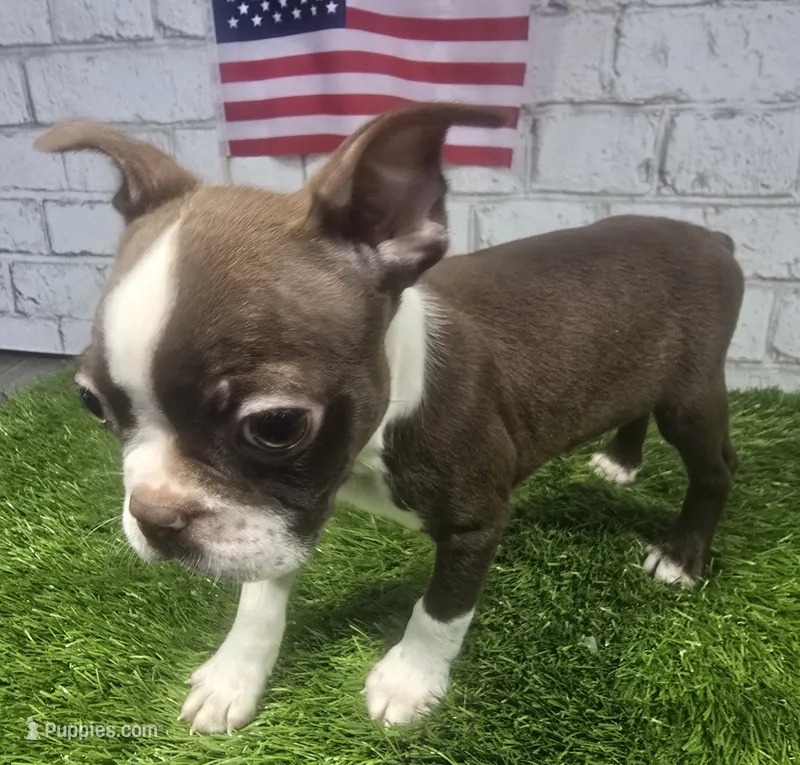 mike – Boston Terrier puppy for sale in Donnellson, IA