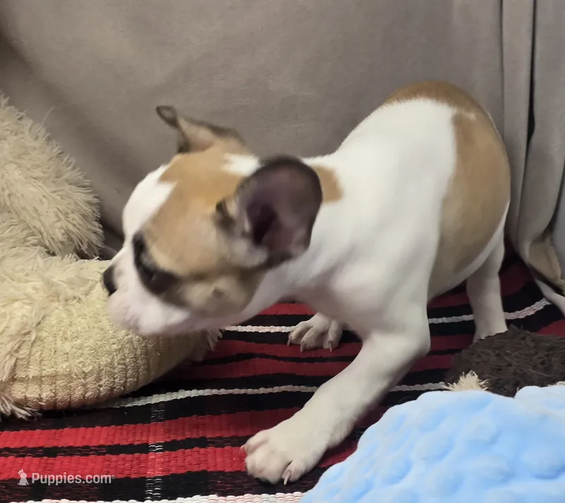 penny – French Bulldog puppy for sale in Donnellson, IA