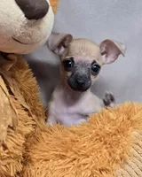 reggie, a male Chihuahua for sale in Donnellson, IA – 1 of 6