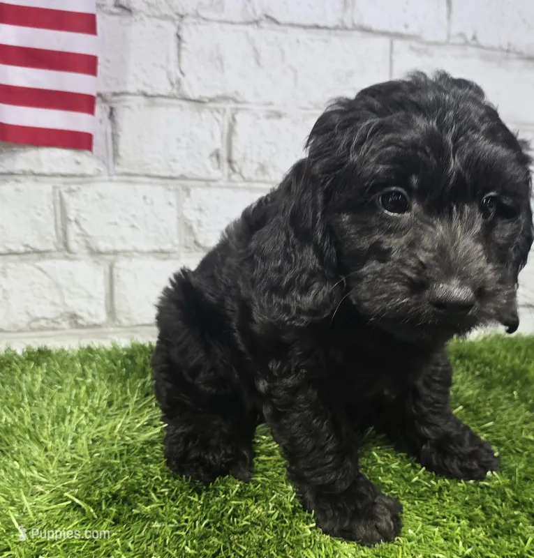 max – Miniature Goldendoodle puppy for sale in Donnellson, IA