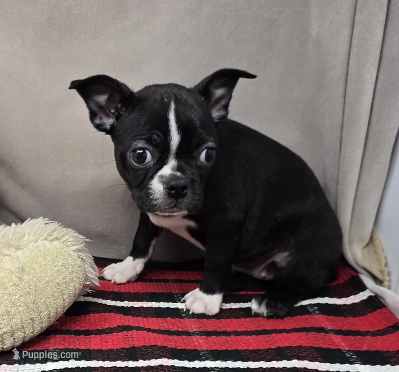 macie – Boston Terrier puppy for sale in Donnellson, IA