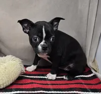 macie, a female Boston Terrier for sale in Donnellson, IA – 3 of 4