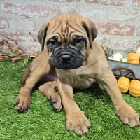 tildy, a female Bullmastiff for sale in Donnellson, IA – 5 of 6