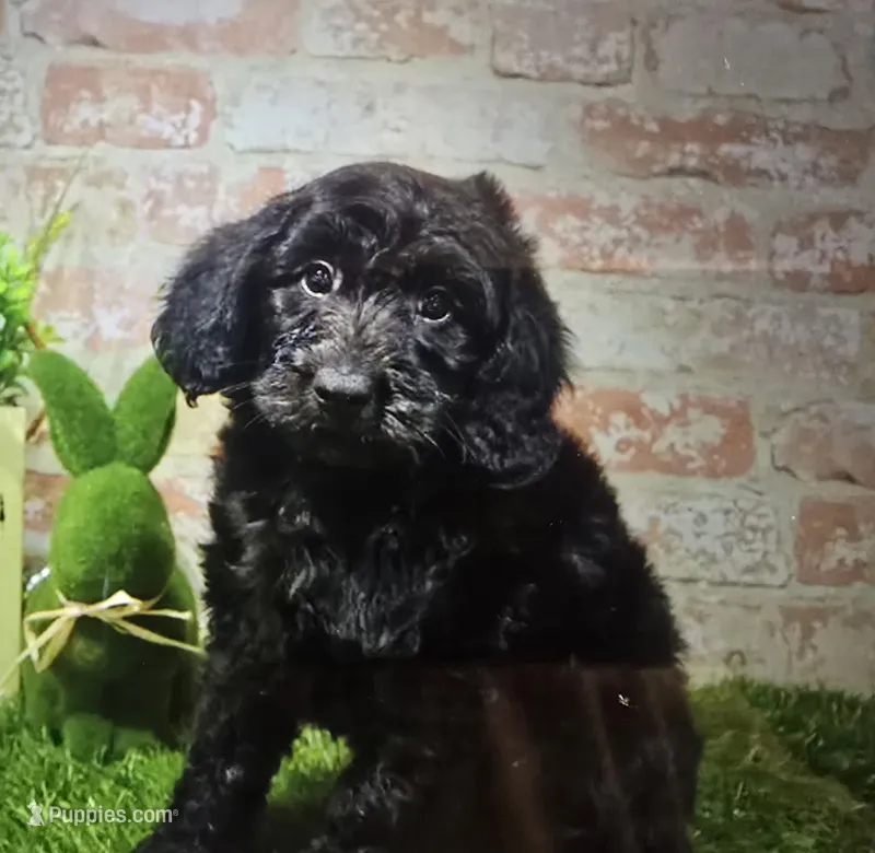 max – Miniature Goldendoodle puppy for sale in Donnellson, IA