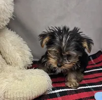 monty, a male Yorkshire Terrier for sale in Donnellson, IA – 2 of 4