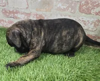 margie, a female French Bulldog and Bullmastiff for sale in Donnellson, IA – Photo 3 of 5