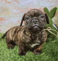 margie, a female French Bulldog and Bullmastiff for sale in Donnellson, IA – Photo 1 of 5