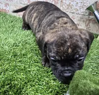 margie, a female French Bulldog and Bullmastiff for sale in Donnellson, IA – Photo 4 of 5