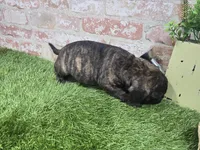 margie, a female French Bulldog and Bullmastiff for sale in Donnellson, IA – Photo 5 of 5