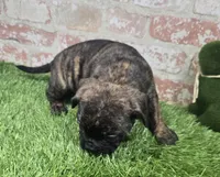 margie, a female French Bulldog and Bullmastiff for sale in Donnellson, IA – Photo 2 of 5