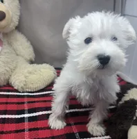 processed/03c23cfd-7357-4450-a9f0-8e1e43f6b93c/listing/6c99eeed-213c-4116-8937-e92ca9de1f1d/88fb5c91-8b40-4982-804c-8ab2f789d42e