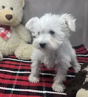 processed/03c23cfd-7357-4450-a9f0-8e1e43f6b93c/listing/6c99eeed-213c-4116-8937-e92ca9de1f1d/917d5c72-fd98-4dce-aea4-1d6dc36b604d