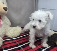 processed/03c23cfd-7357-4450-a9f0-8e1e43f6b93c/listing/6c99eeed-213c-4116-8937-e92ca9de1f1d/bd1985de-0919-4342-8005-7db687c497a9