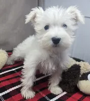 processed/03c23cfd-7357-4450-a9f0-8e1e43f6b93c/listing/6c99eeed-213c-4116-8937-e92ca9de1f1d/f66da117-cc99-443f-9bf5-3bb6f6d064b7