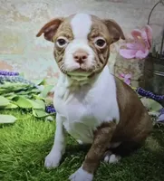 missi, a female Boston Terrier for sale in Donnellson, IA – 2 of 6