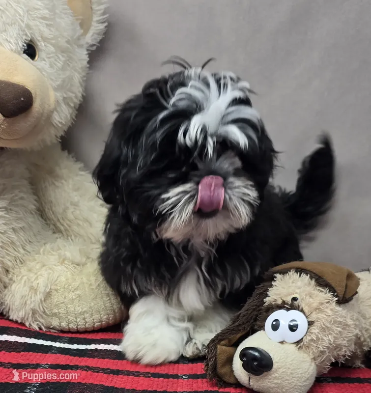 tomy – Shih Tzu puppy for sale in Donnellson, IA