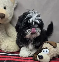 tomy, a male Shih Tzu for sale in Donnellson, IA – 2 of 3