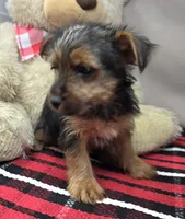 sport, a male Yorkshire Terrier for sale in Donnellson, IA – 4 of 4