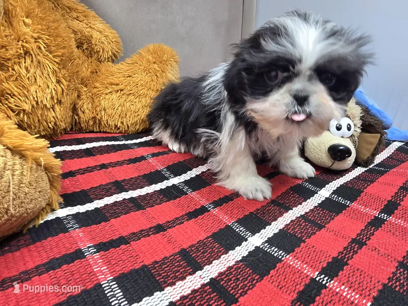 oscar – Shih Tzu puppy for sale in Donnellson, IA