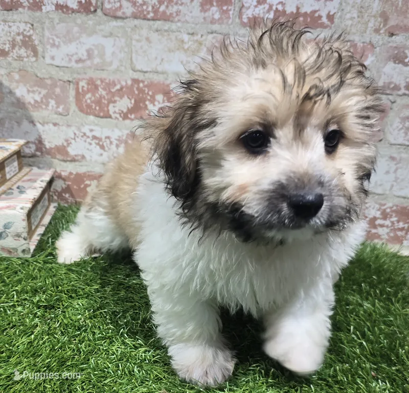 mark – Havanese, Pomeranian puppy for sale in Donnellson, IA