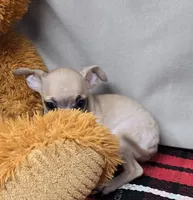 reggie, a male Chihuahua for sale in Donnellson, IA – 5 of 6