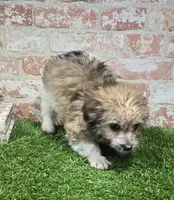 ollie, a male Havanese and Pomeranian for sale in Donnellson, IA – 3 of 5