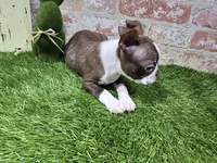 burt, a male Boston Terrier for sale in Donnellson, IA – 3 of 3