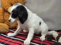 bernedette, a female Miniature Bernedoodle for sale in Donnellson, IA – 4 of 4