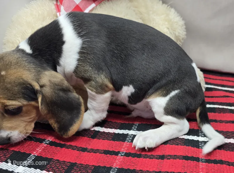 ricky – Beagle puppy for sale in Donnellson, IA