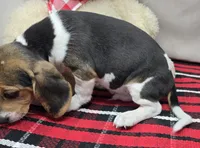 ricky, a male Beagle for sale in Donnellson, IA – 4 of 5