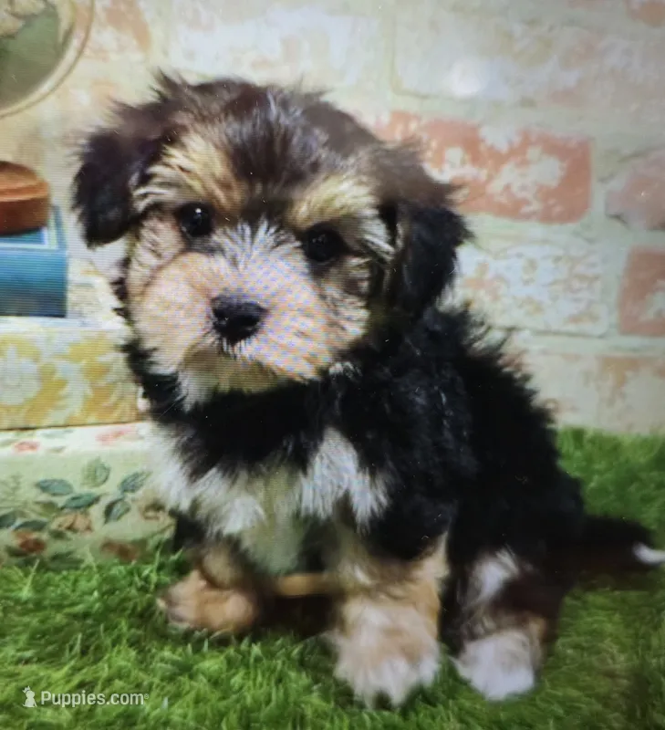 ben – Morkie puppy for sale in Donnellson, IA