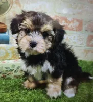 ben, a male Morkie for sale in Donnellson, IA – 1 of 6